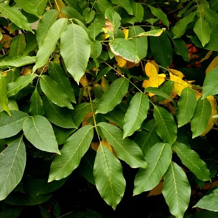 Peru Balsam Oil 4